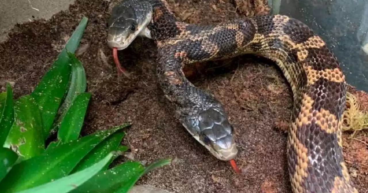 Familia encuentra serpiente de dos cabezas en el patio de su casa: ¿Qué hicieron con ella?