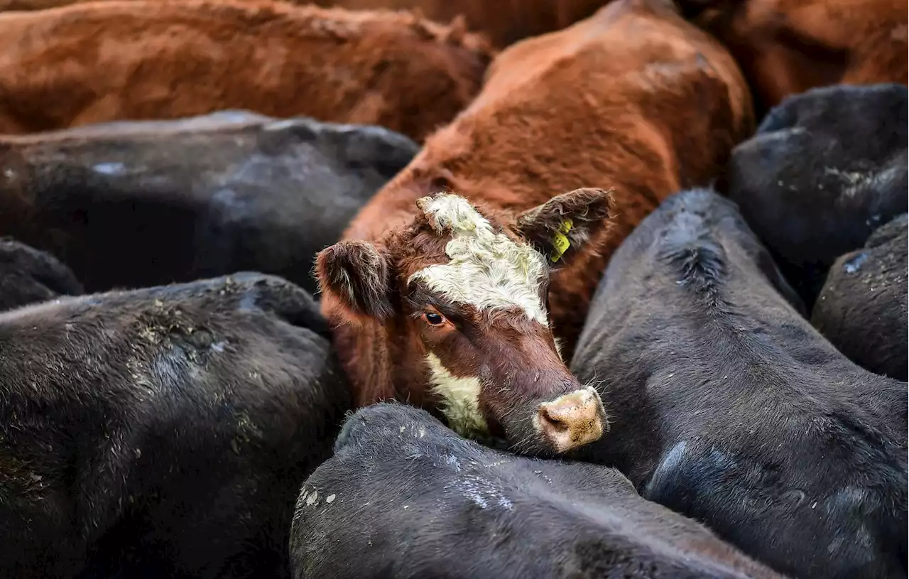 El precio de la hacienda trepó casi un 21% en el Mercado Agroganadero de Cañuelas