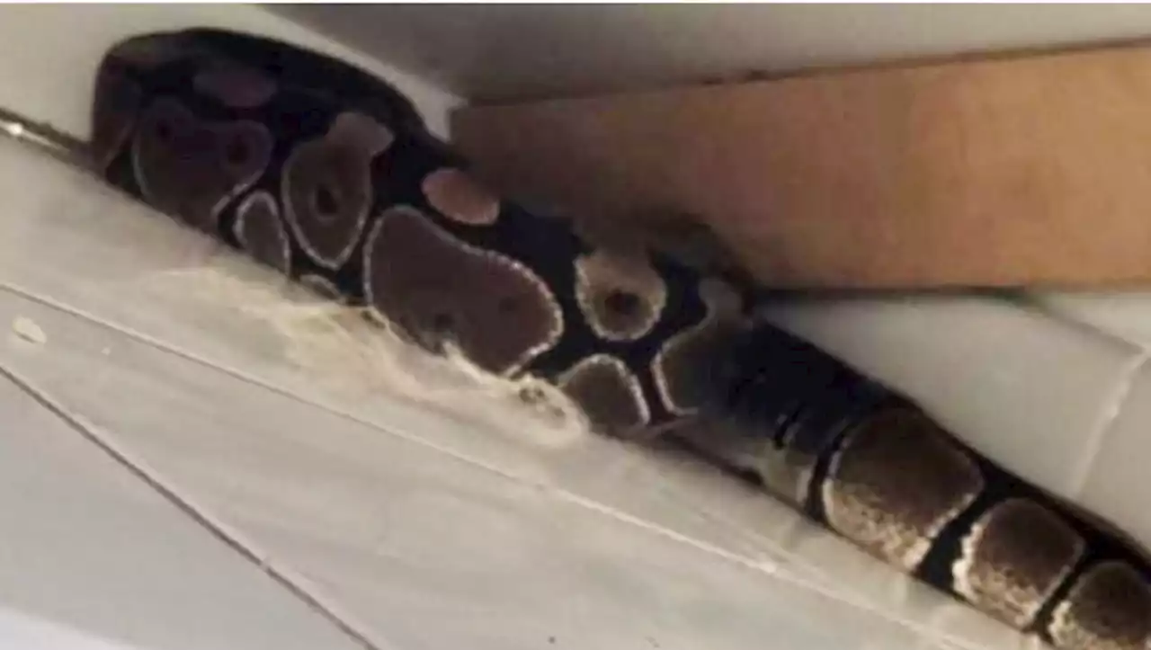'J'ai eu très peur' : elle a vécu deux jours avec un python caché sous son armoire dans son appartement près de Montpellier