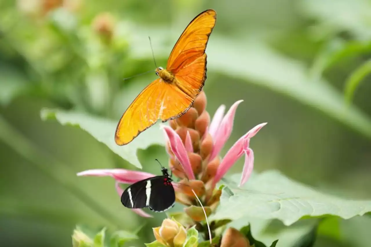 De ganadero a 'granjero' de mariposas, el nuevo negocio ecológico emergente en Panamá