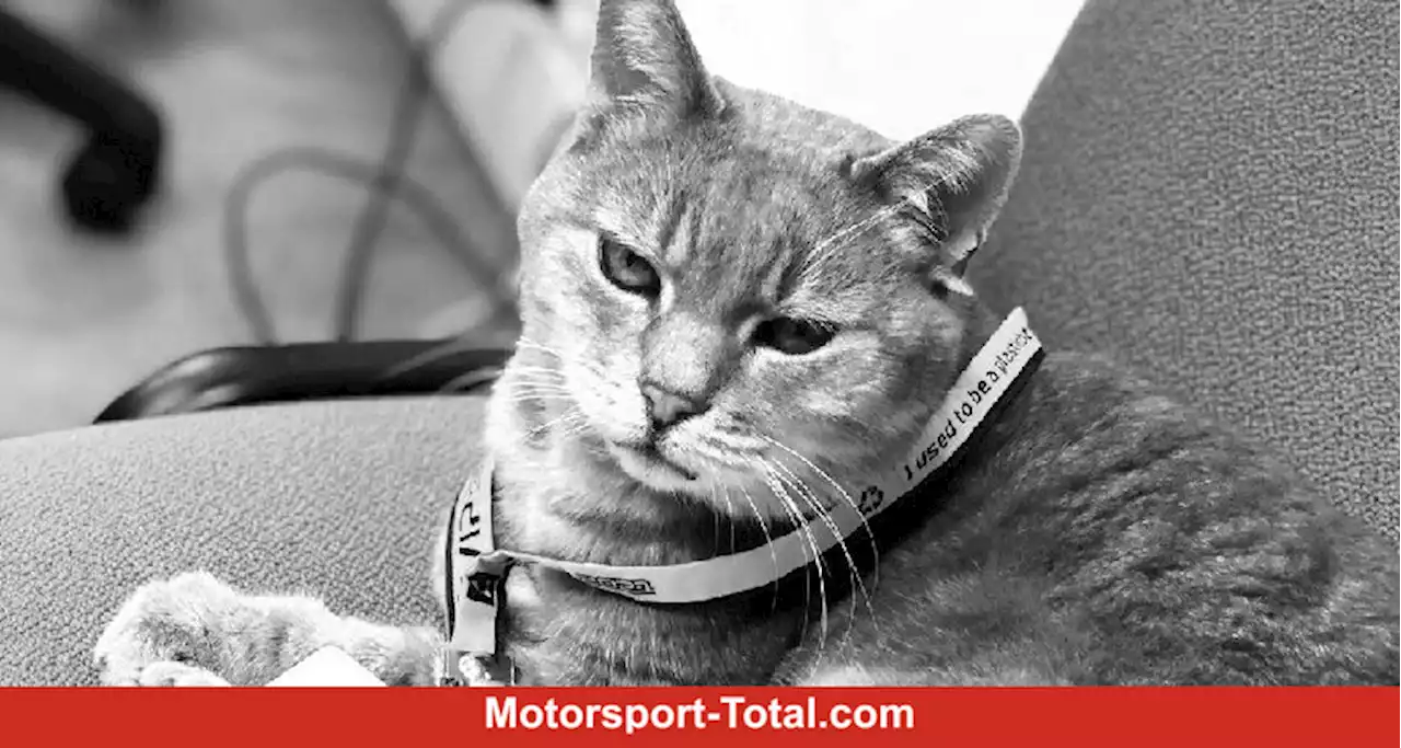 Formulino: Kultkatze von Imola verstorben