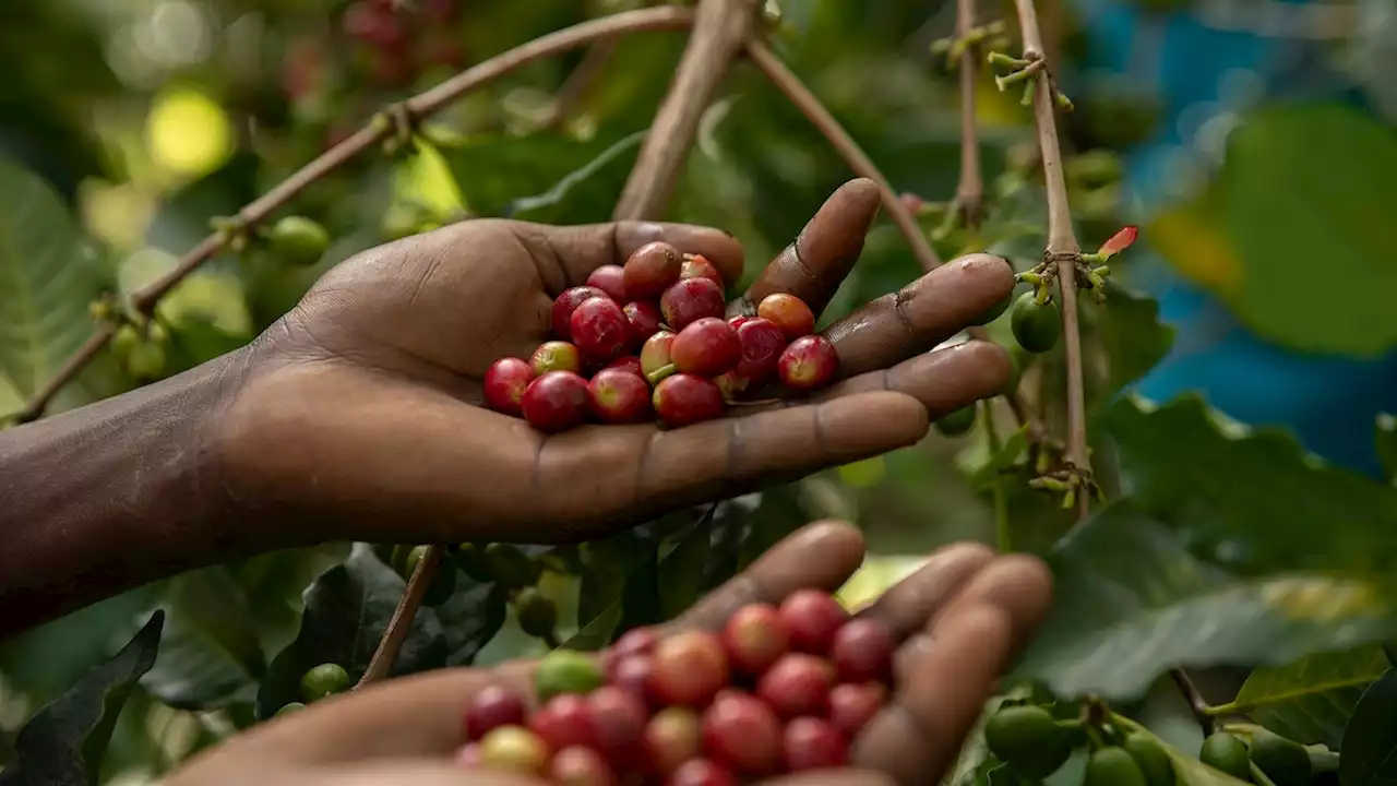 How the female coffee farmers of Uganda are building their livelihoods