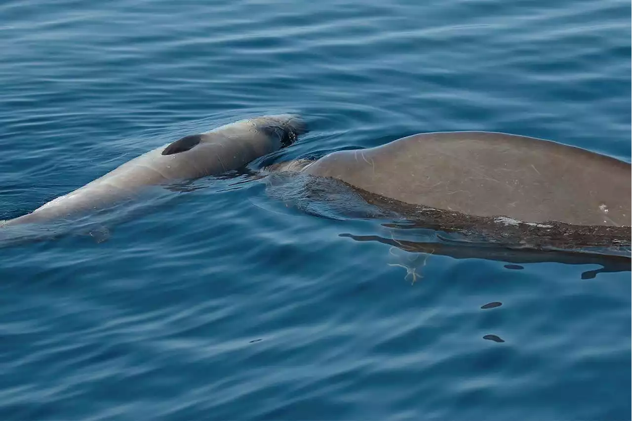 Cuvier's beaked whale seen grieving dead calf for first time