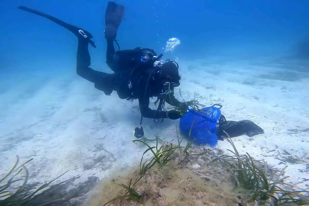 Project aims to grow one million seagrass plants in Mediterranean Sea