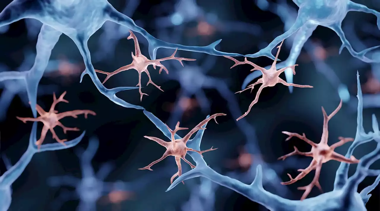 Study shows how brain rhythms can affect brain function by altering microglia and cytokines