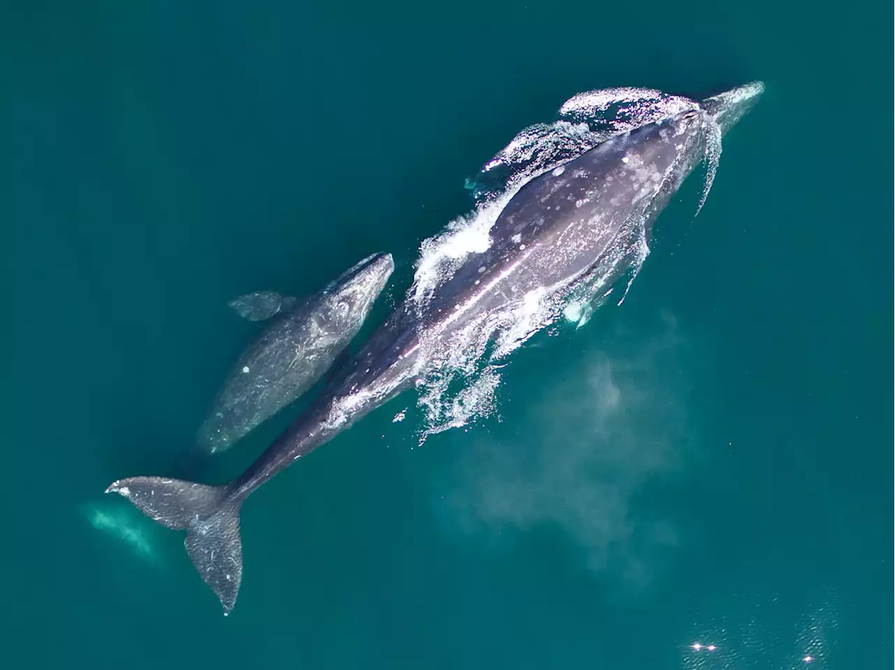 Gray Whale Calf Count Increases from All-time Low, Positive Sign for the Population