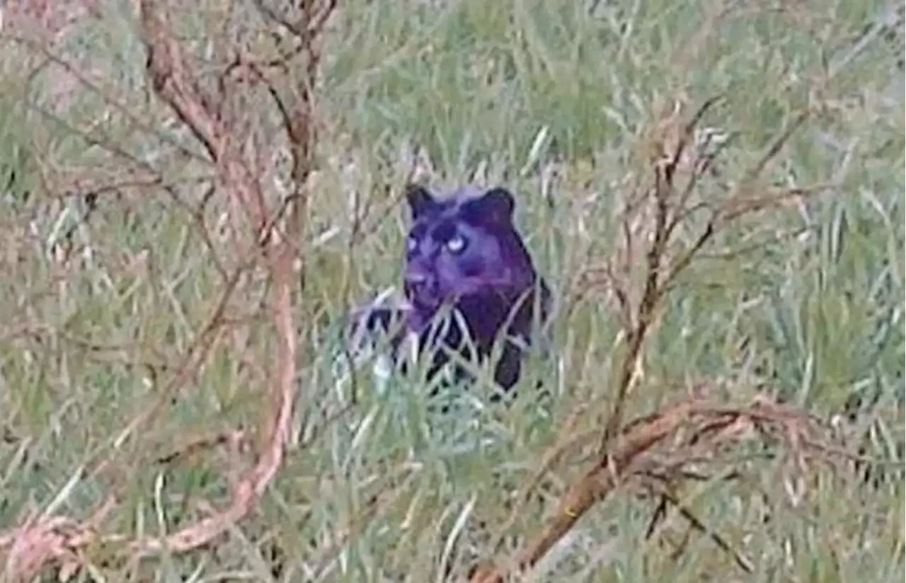 'Clearest ever' photo of panther-like big cat in the UK