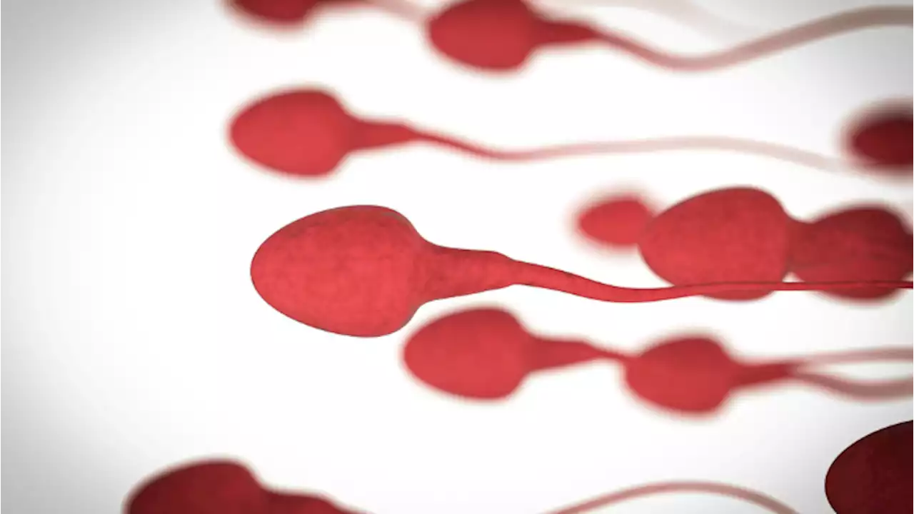 Covid: i danni agli spermatozoi sono permanenti? Forse sì