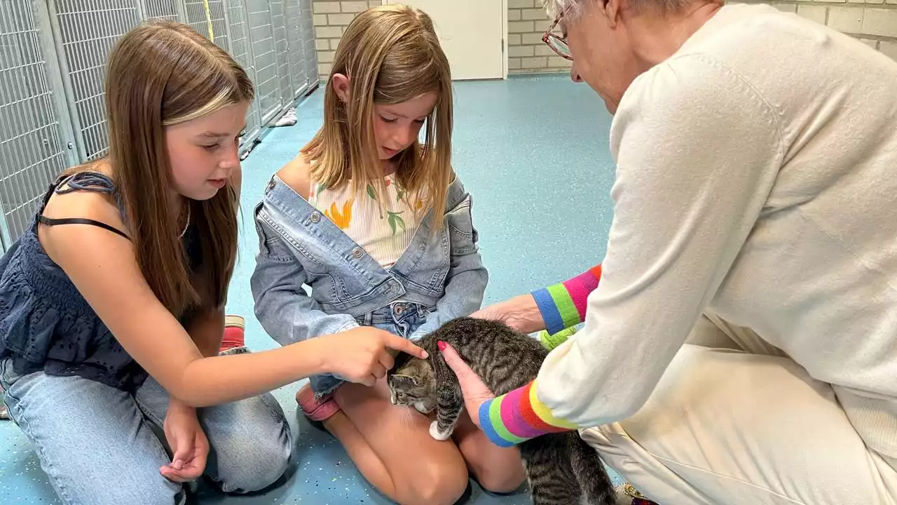 Op date met een kitten die een baasje zoekt: 'Kijken welke me leuk vindt'