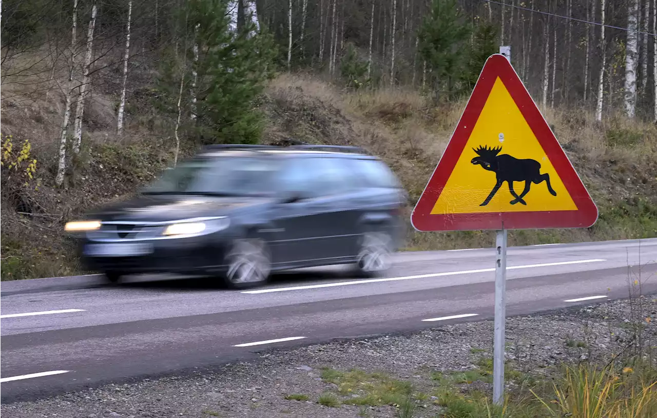 Färre viltolyckor med älg – tyder på minskning av älgstammen