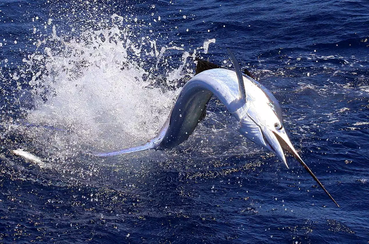 Maryland boat hauls in 640-pound blue marlin, wins big prize in 50th White Marlin Open