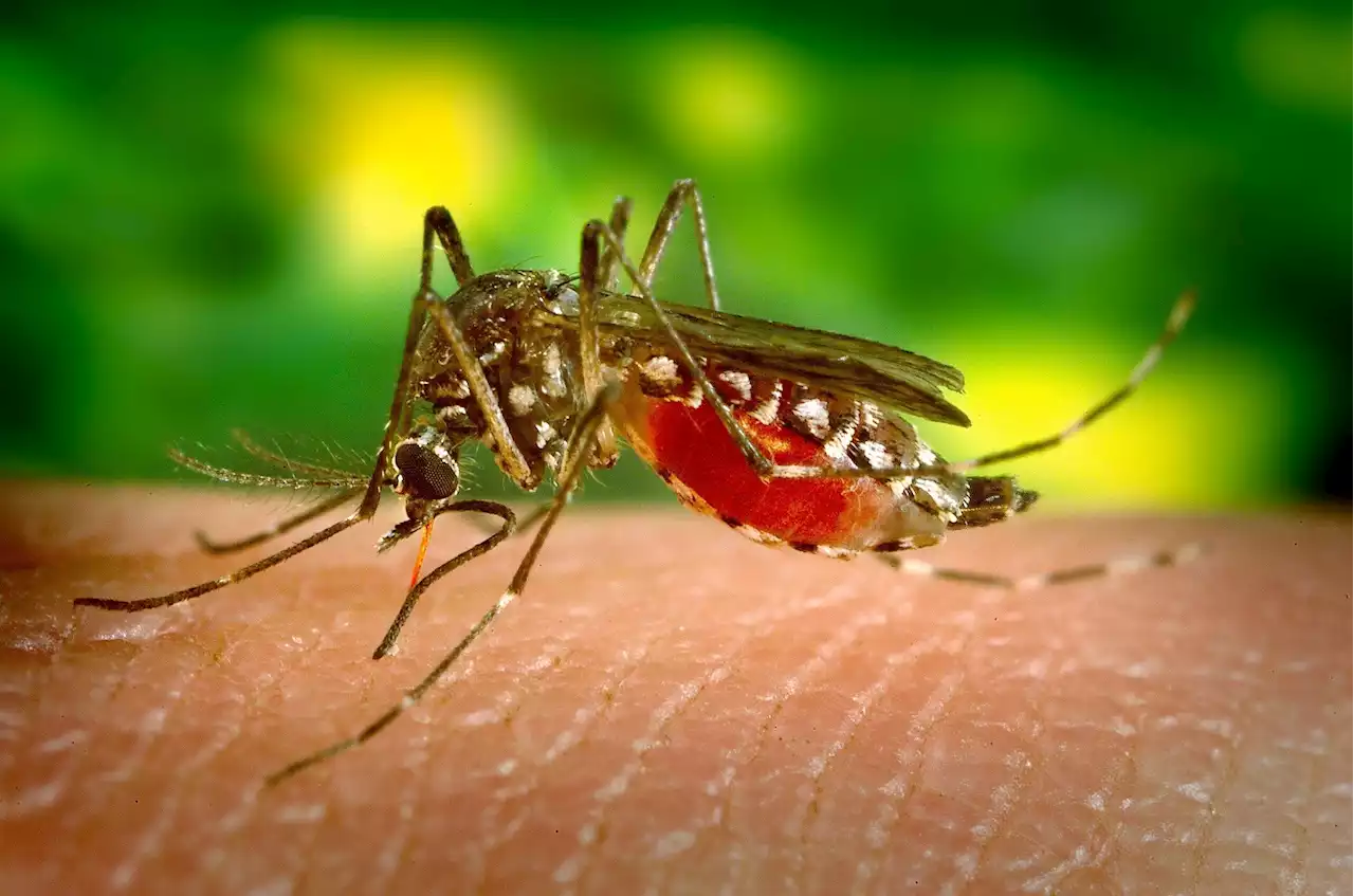 Researchers identify novel host-based target against multiple mosquito-transmitted viruses