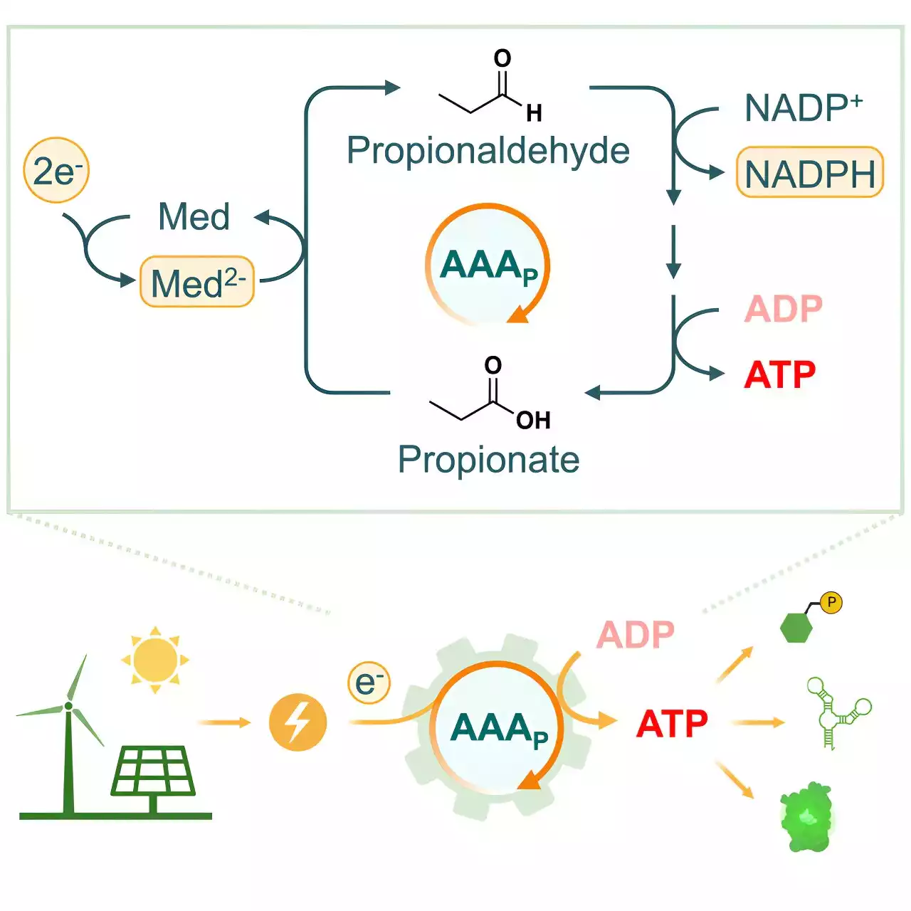 Scientists develop artificial metabolic pathway that uses electricity to produce ATP