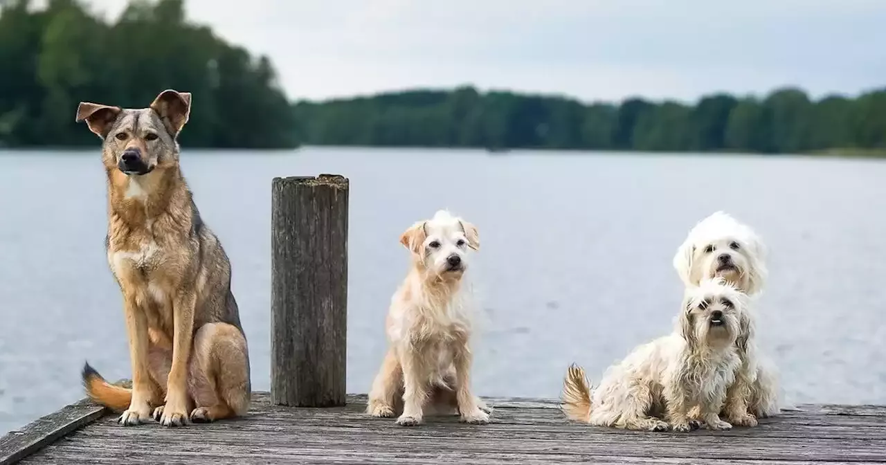 Welthundetag 2023 Das Sind Die Beliebtesten Hunderassen Deutschlands