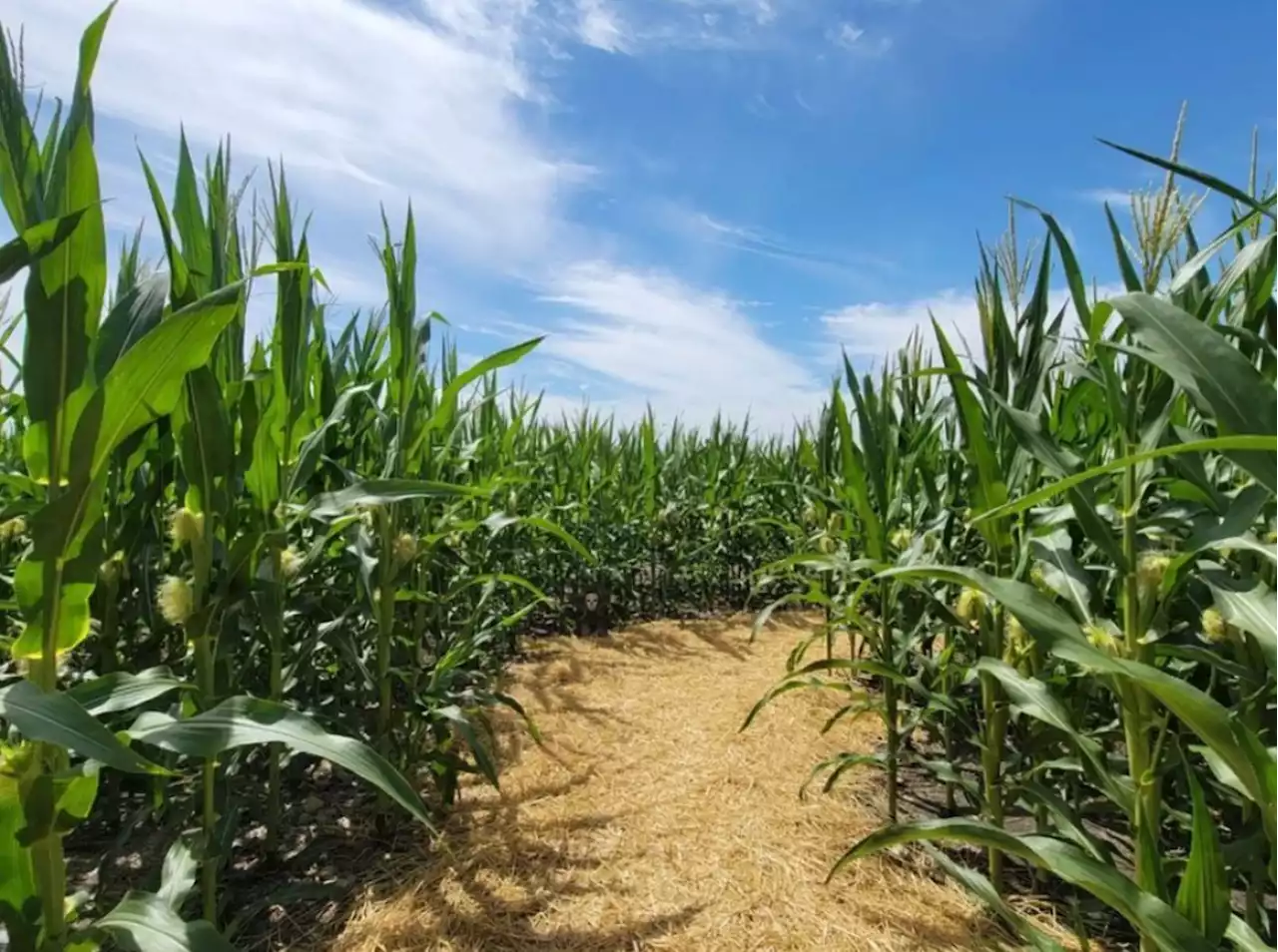 Traders Village San Antonio unleashes Mesozoic fun with dinosaur-themed corn maze