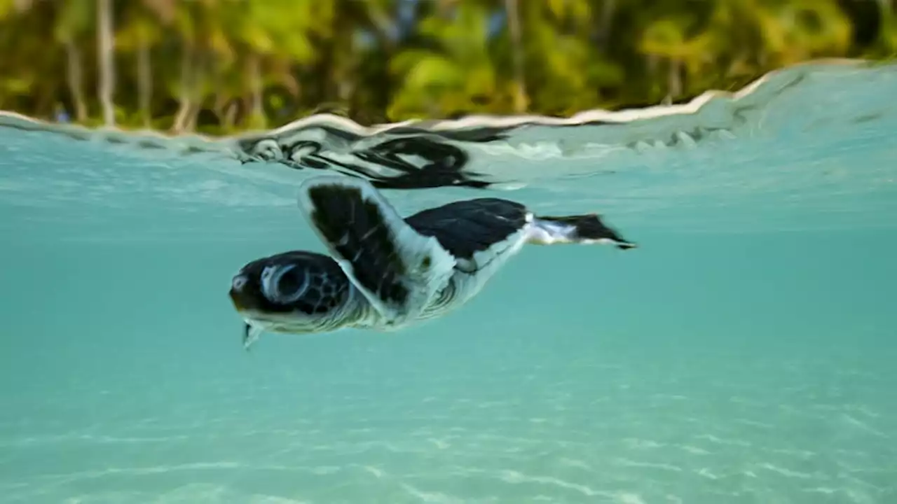 DOK - Die Wächter des Great Barrier Reef – Die Schildkröten von Raine Island (Folge 1)