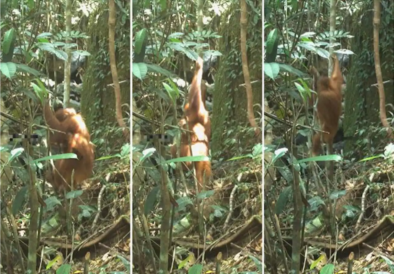 WWF-Malaysia captures first images of orangutans in Gunung Lesong, Sarawak