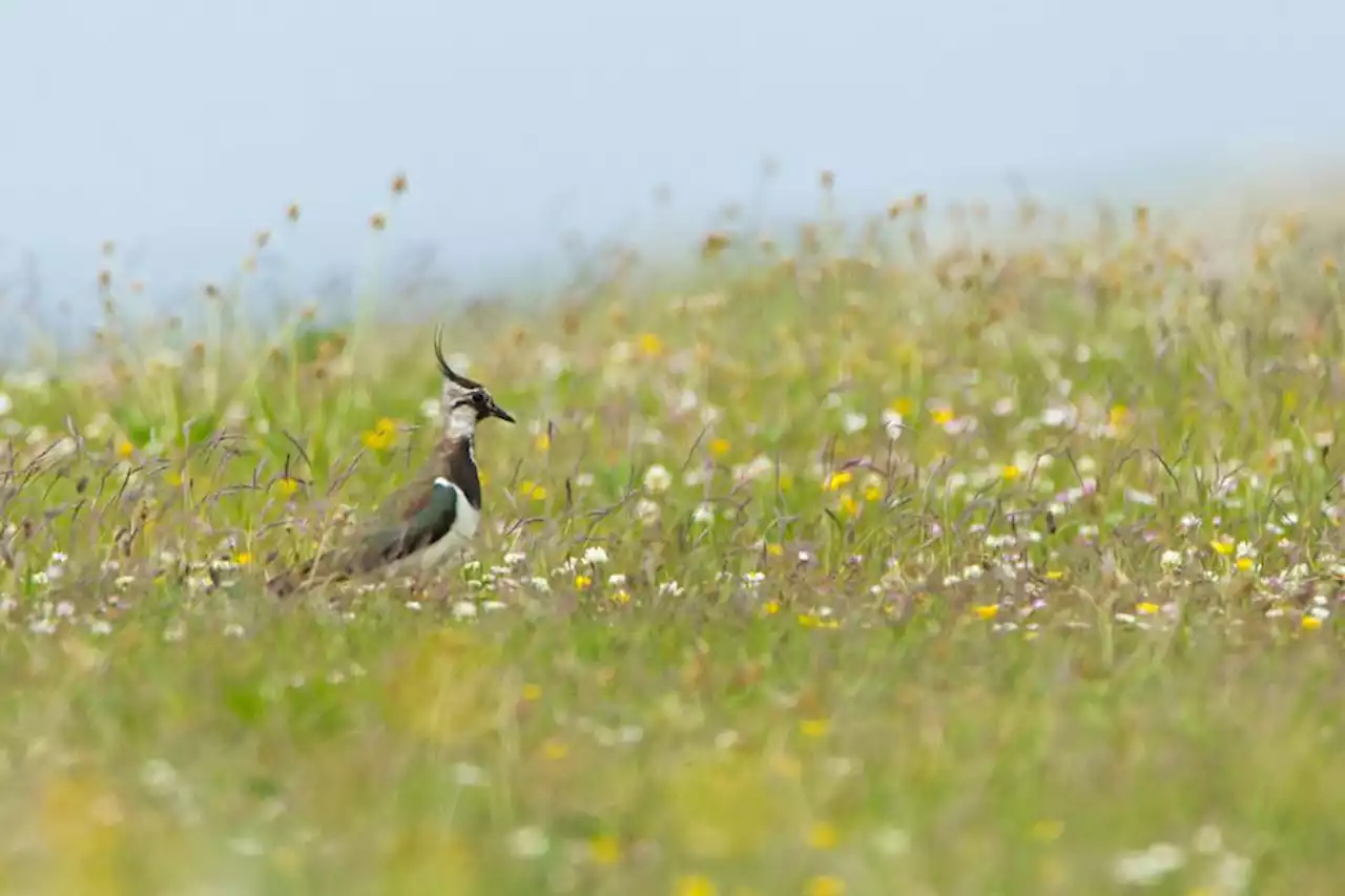 RSPB to protect 15 million square feet of Scottish wildflowers with baby food deal