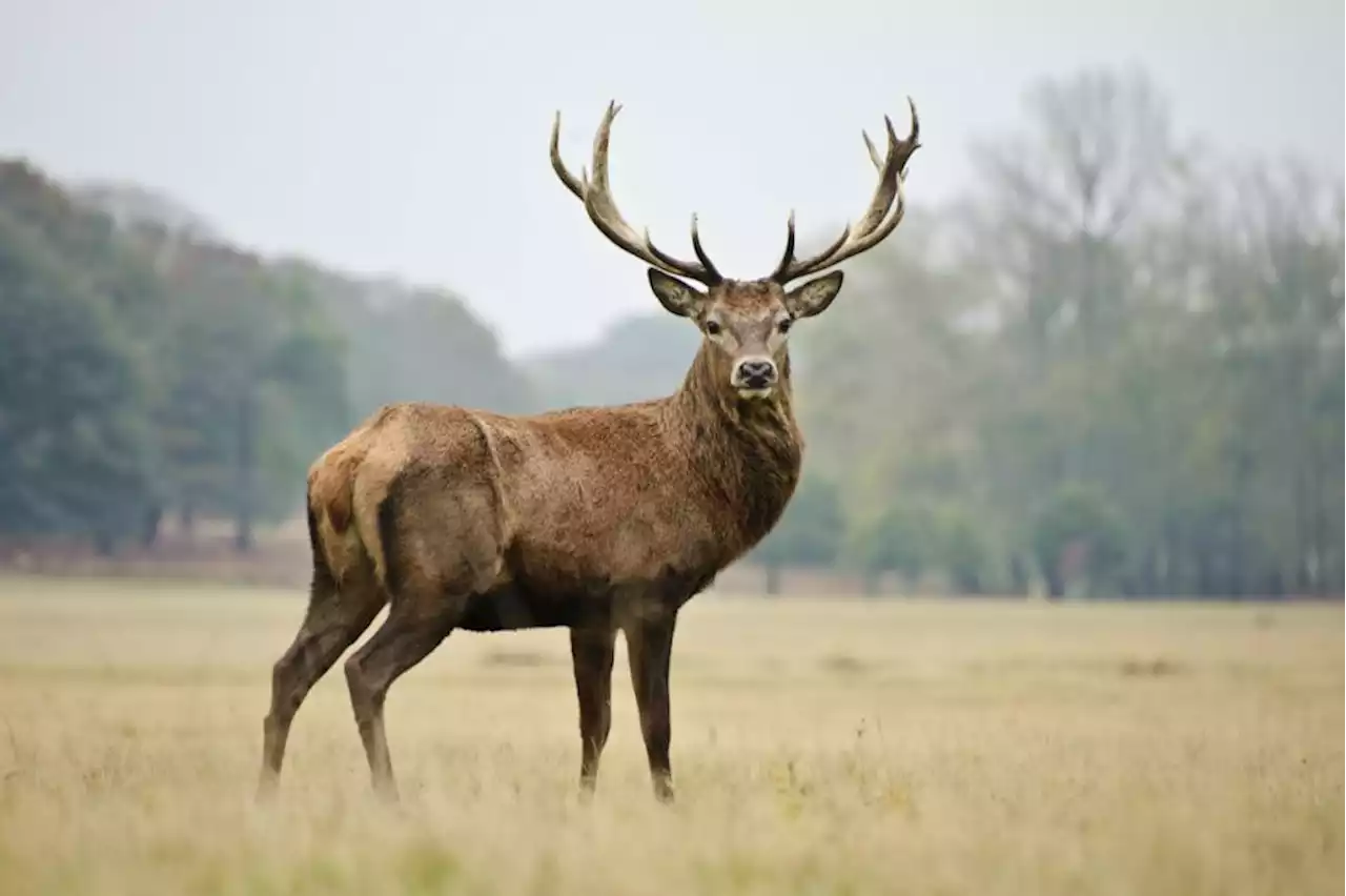 Tory MSP claims current closed season for deer culling 'serves Scotland well'