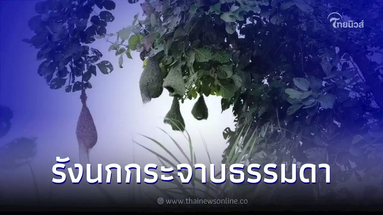 เปิดภาพรัง 'นกกระจาบธรรมดา' กับทักษะที่ไม่ธรรมดาในการสร้าง