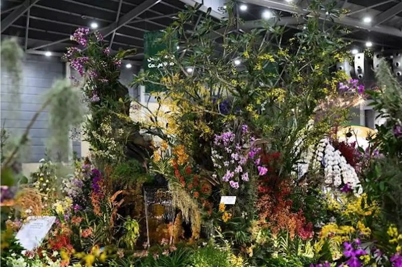 Botanic Gardens, Gardens by the Bay sweep top awards at mega orchid show