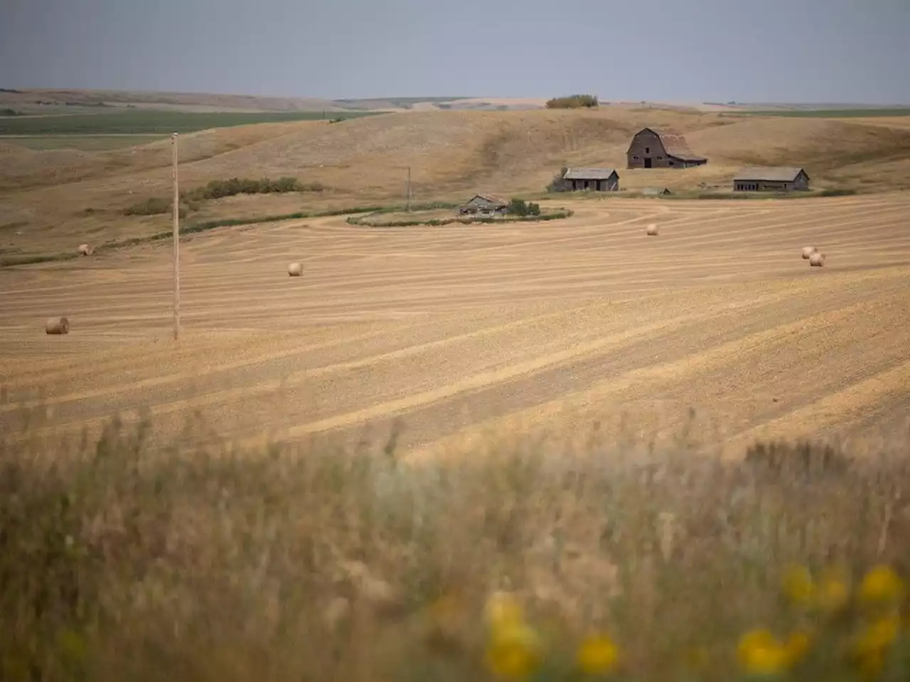 Murray Mandryk: Drought hammering farmers and ranchers hits us all