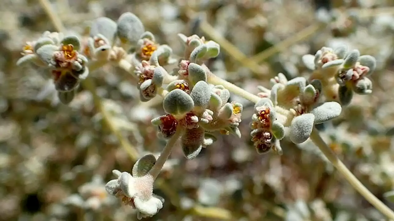 Il fiore della Death Valley che renderà l'agricoltura più resiliente al riscaldamento globale