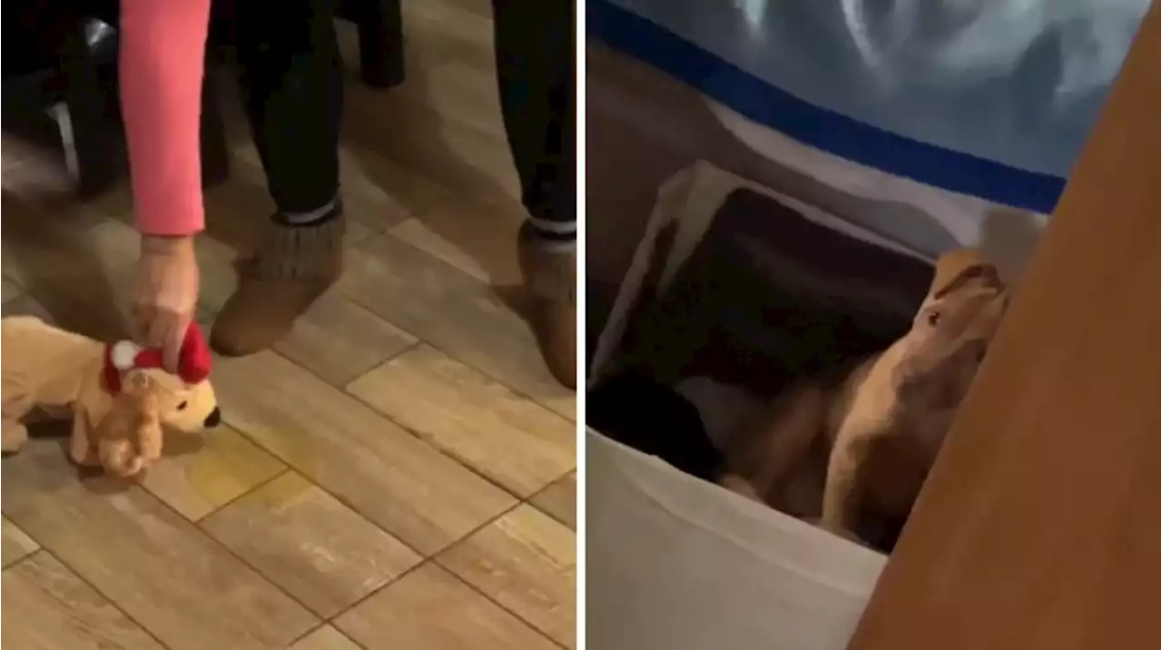 “Con cuidadito”: su cachorro la desobedeció y usó un increíble método de crianza que es furor en TikTok