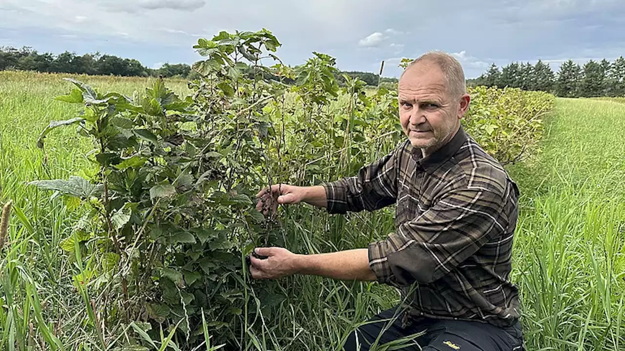 Solbærproduktionen er truet i Danmark: Ustadigt vejr skaber katastrofal høst