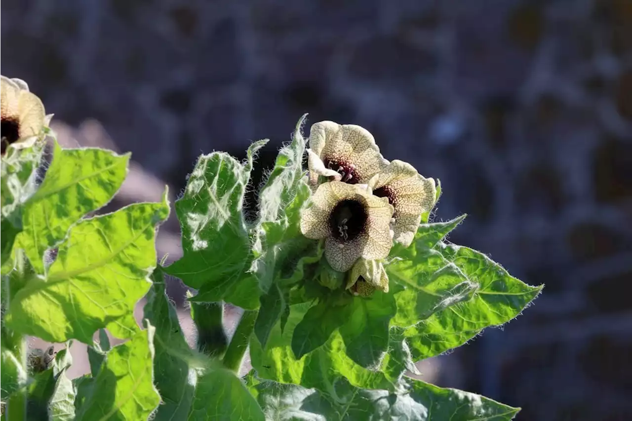 En af Danmarks giftigste planter vokser ved Hammershus