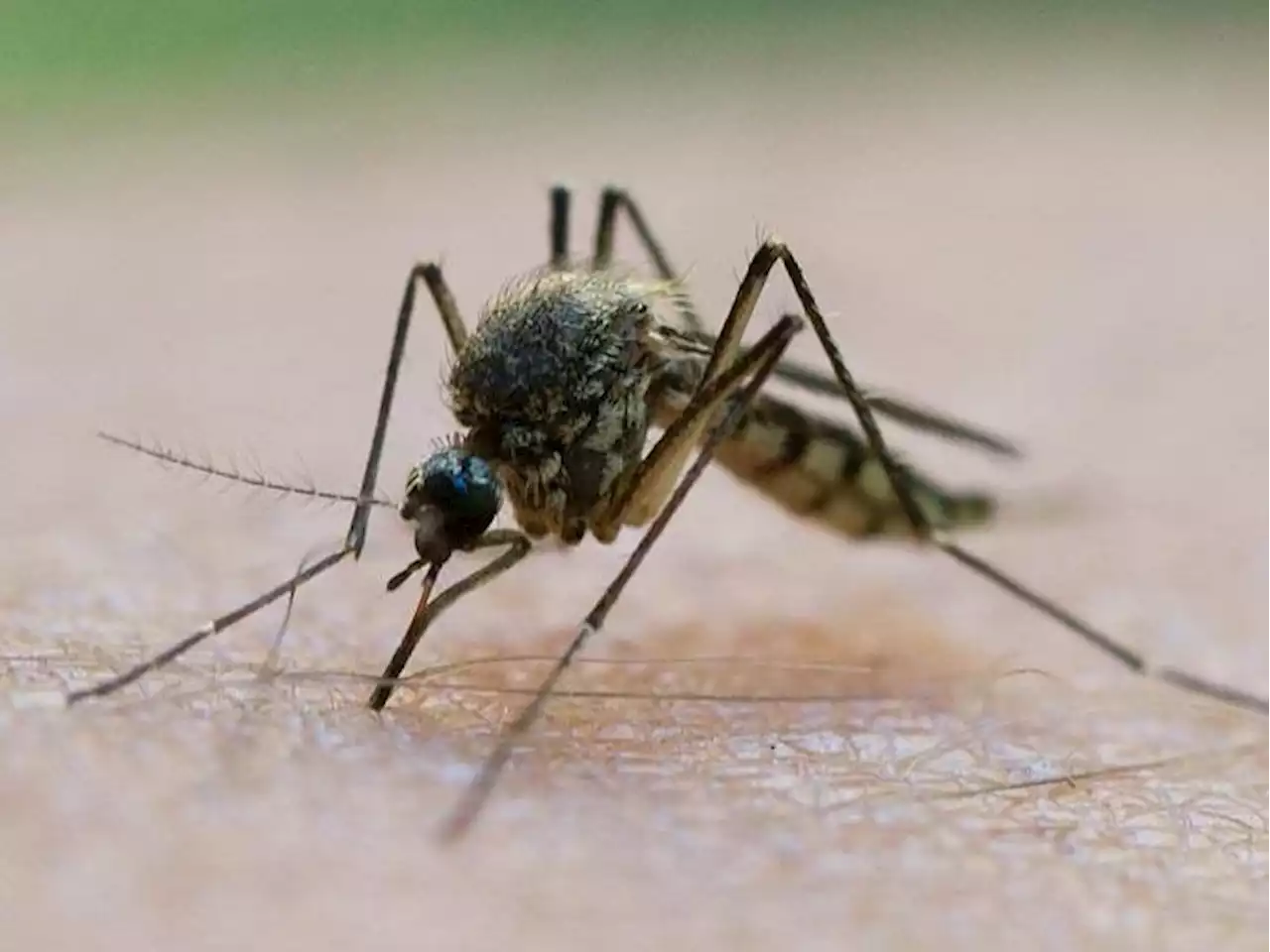 Warum sich Mücken und Wespen heuer dezent zurückhalten