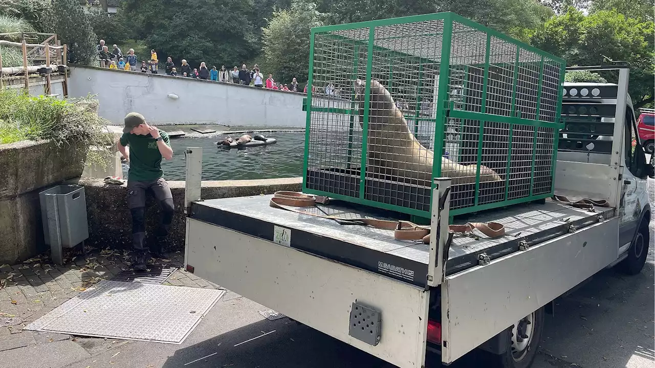 Aus dem Ruhrgebiet ins Rheinland: Seelöwe Teun ist zu Besuch im Wuppertaler Zoo