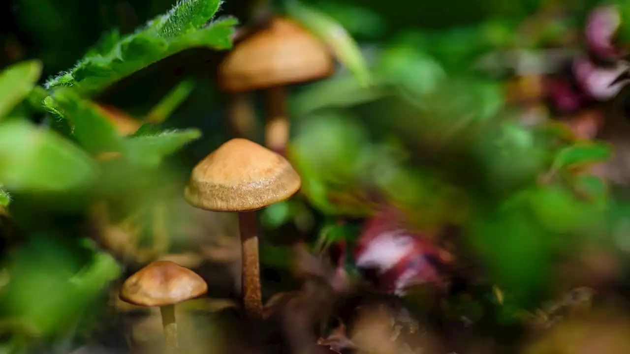 Pilzsaison in NRW startet früher: Worauf Sammler achten können