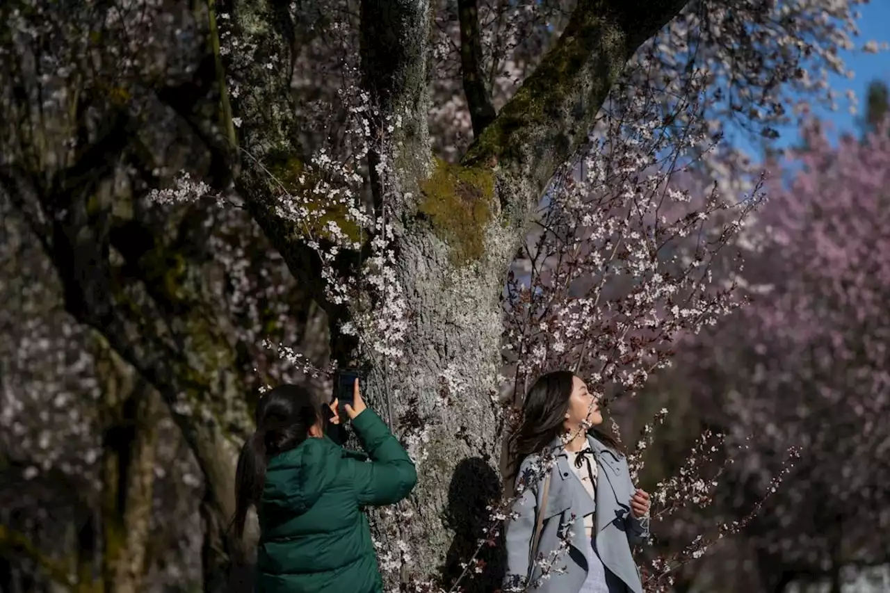 China snubs Canada on its list of approved travel spots, setting back tourism's post-COVID recovery