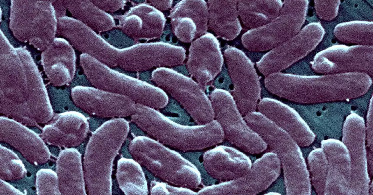 Flesh-eating bacteria kills three in US