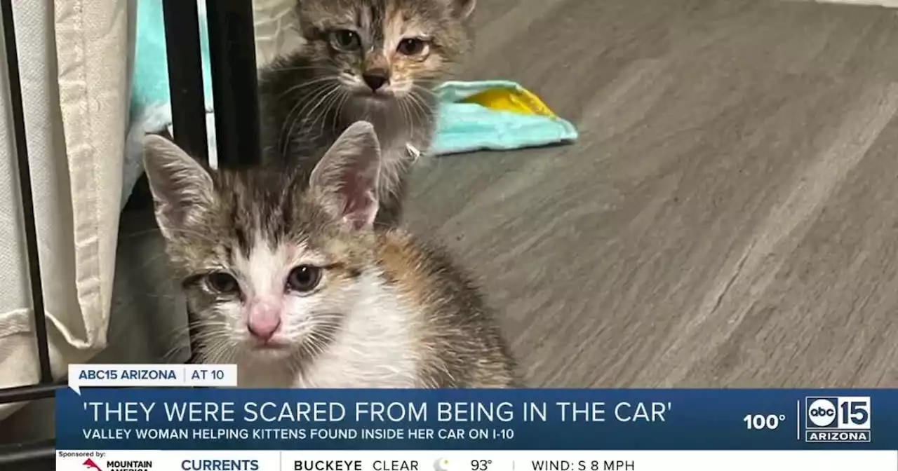 Valley driver finds kittens underneath hood of car while driving on I-10