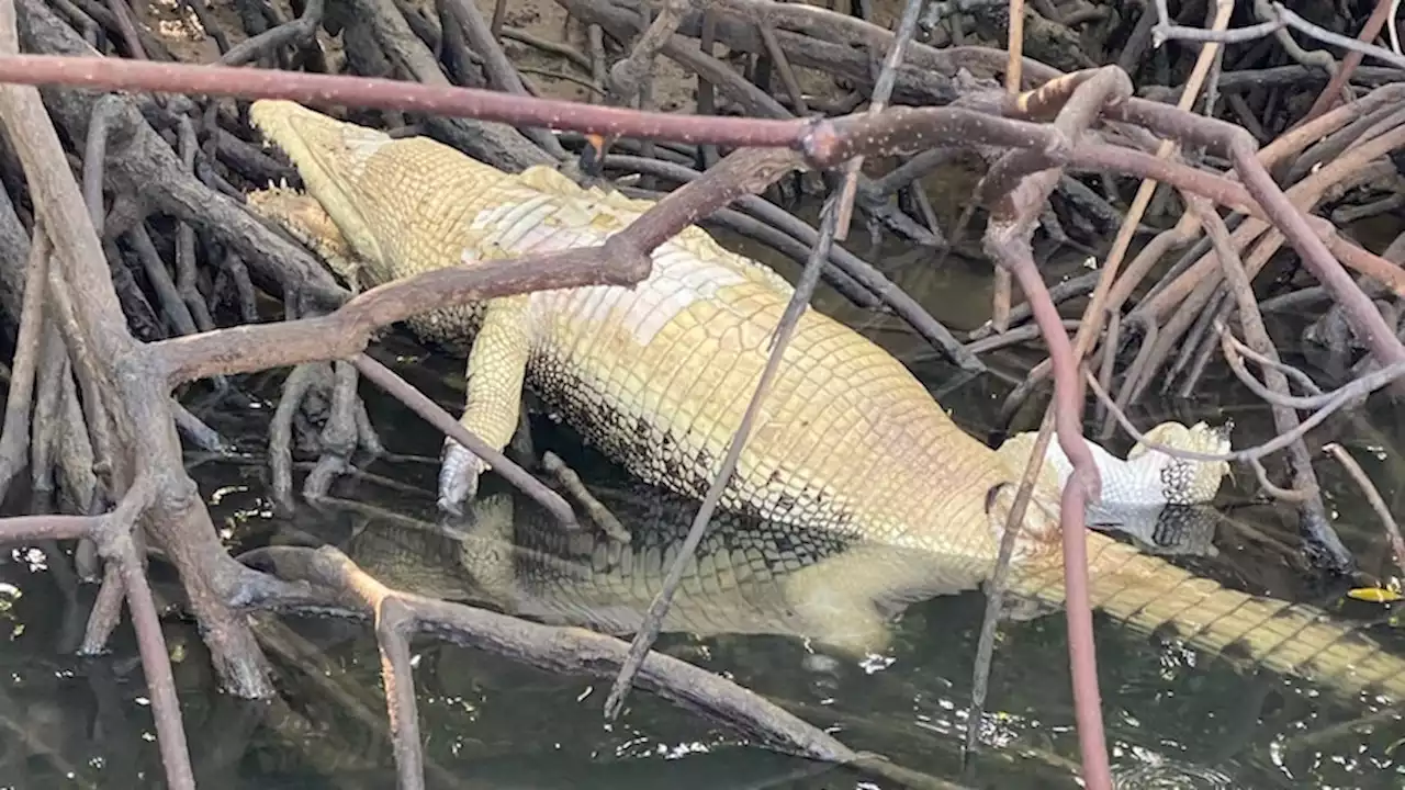 'Slow, agonising death' for croc baited with poaching hook, authorities say