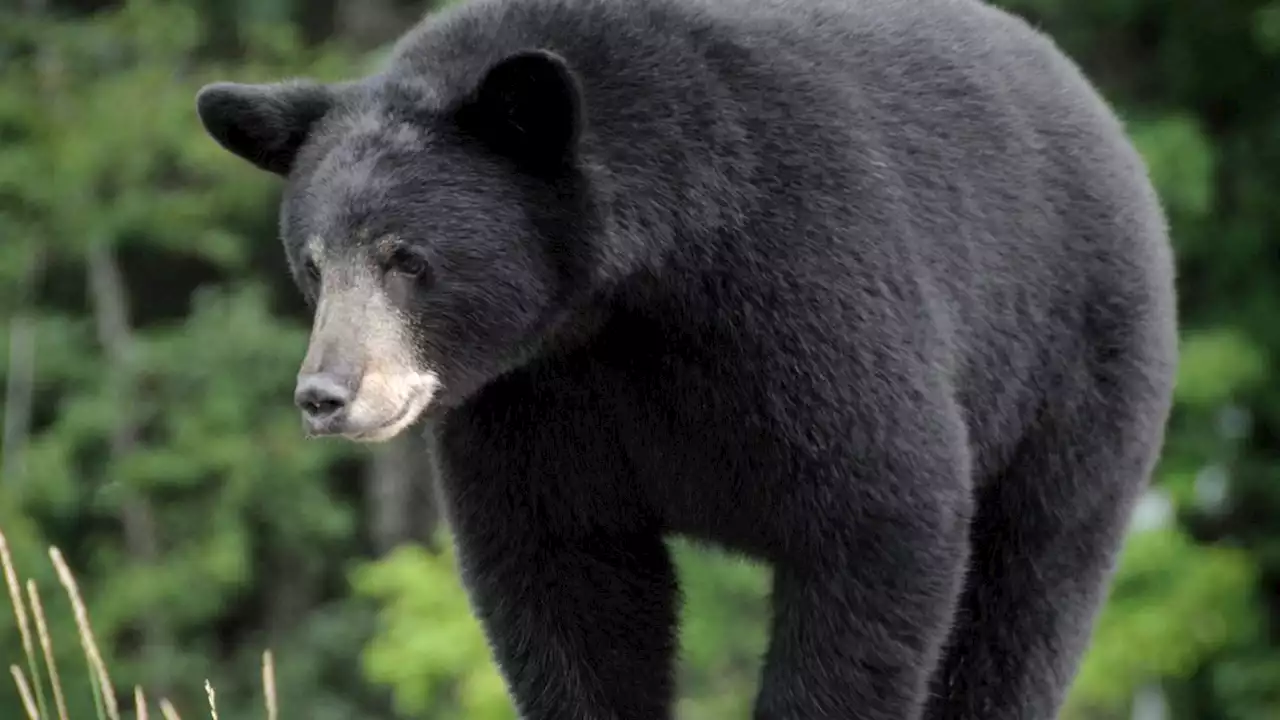 Bear rushes across Tennessee high school football field during practice