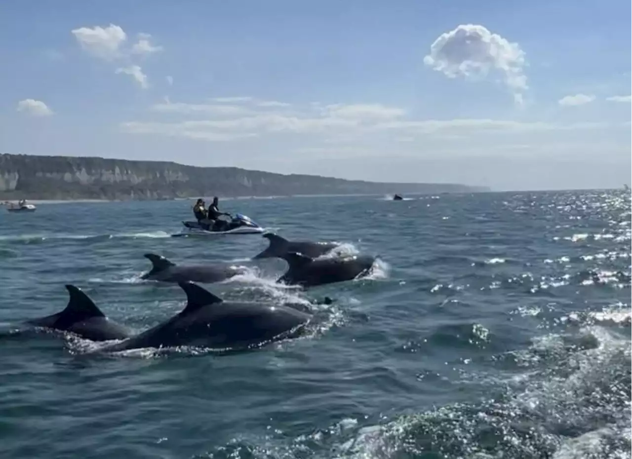 Elle aperçoit des dauphins près du Havre : voici ses magnifiques photos