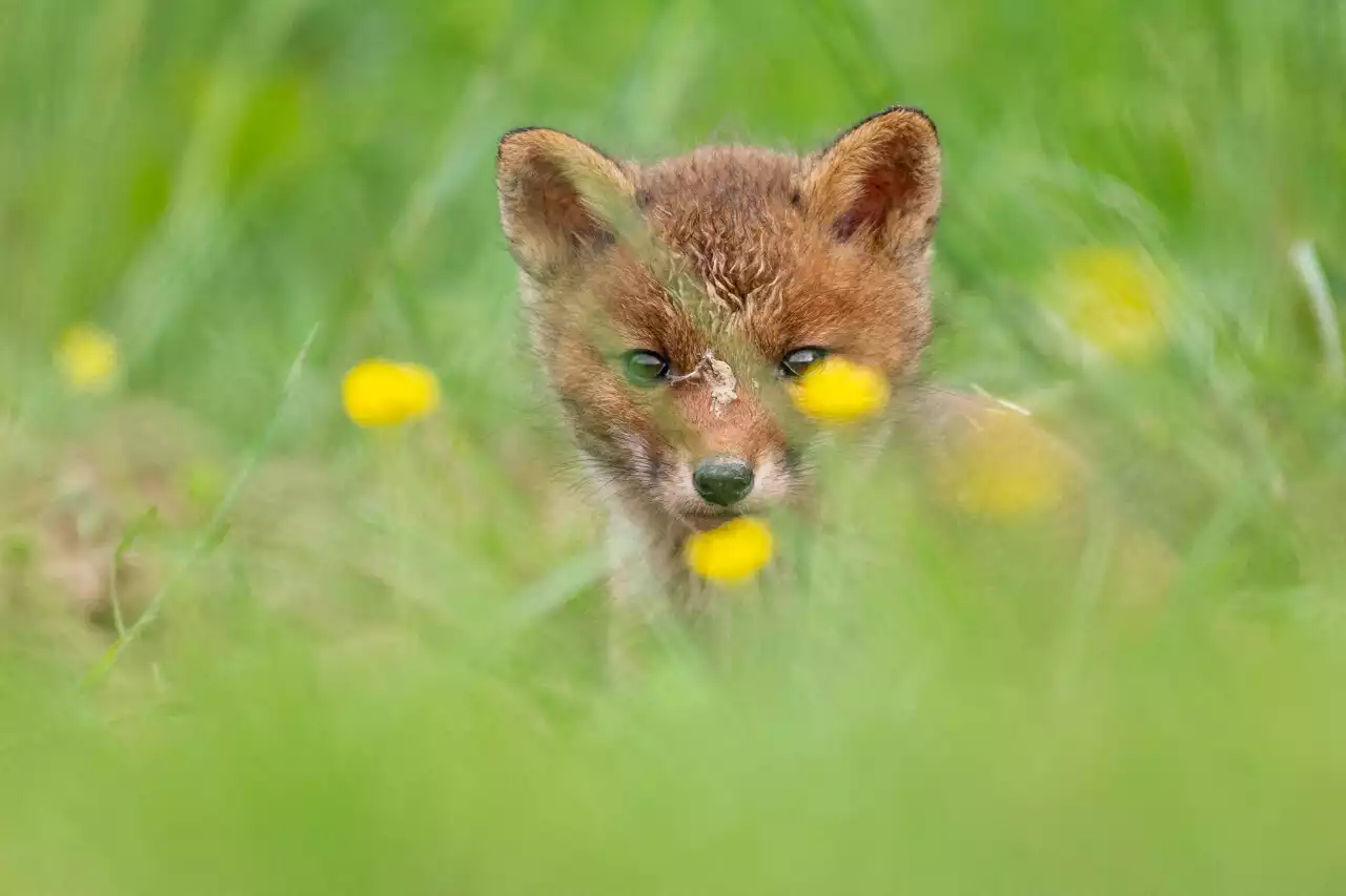 Grand format. Photos. Le renard, dans l’œil du photographe Bastien Campistron