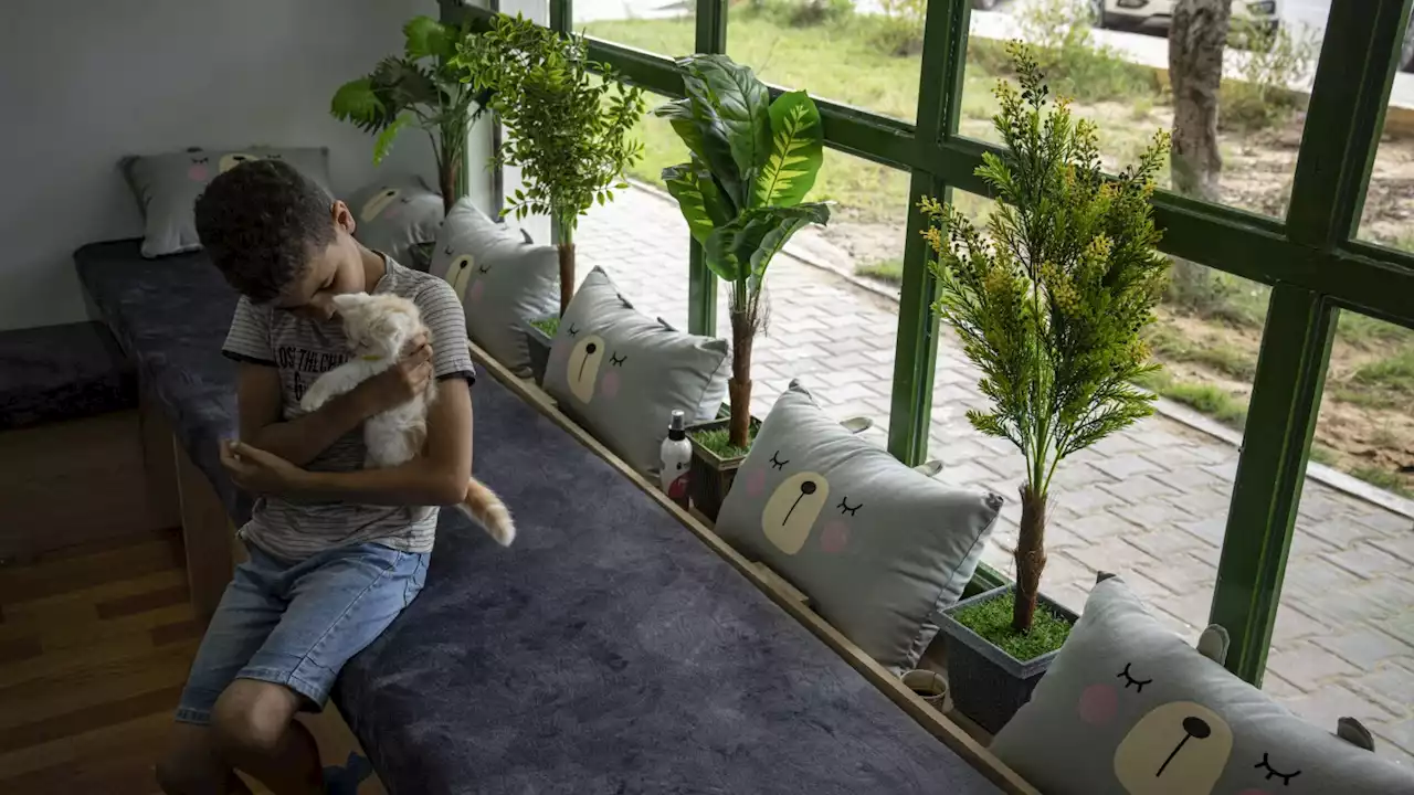 The Gaza Strip gets its first cat cafe, a cozy refuge from life under blockade