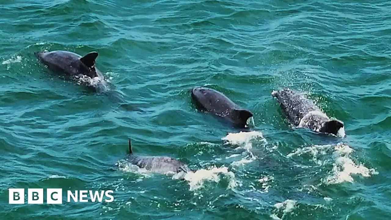 Video shows 'mind-blowing' dolphin pod sighting