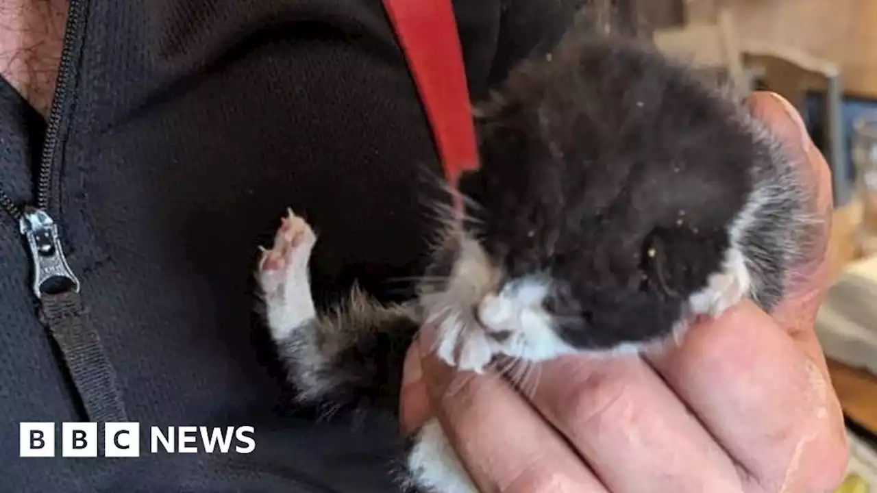 Northampton kittens rescued from inside cavity wall