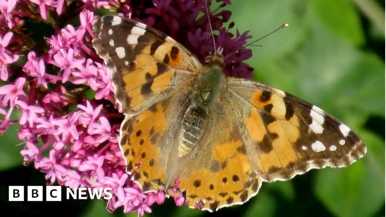 University of Northampton: Survey reveals healthy habitat at Waterside campus