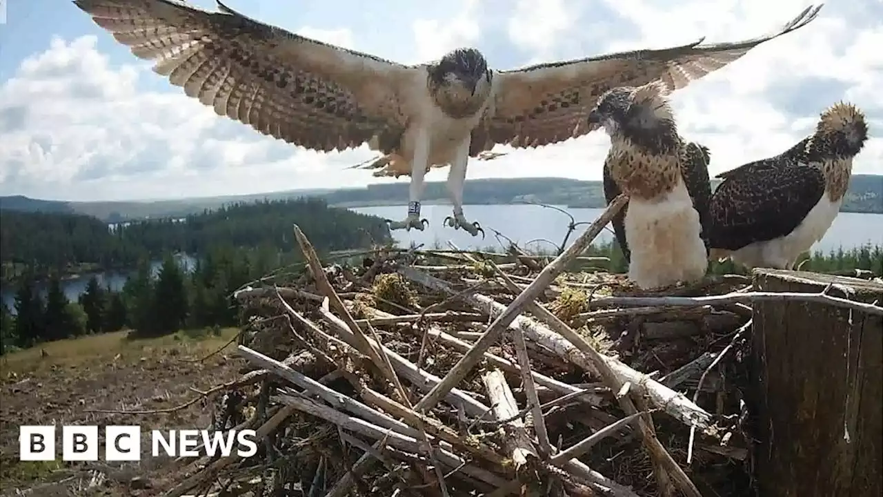 Osprey chick takes to the air for inaugural flight