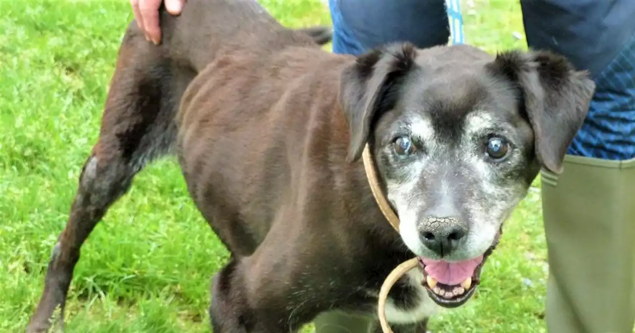 Family dog aged 21 dumped by owner for being 'too old and no longer required'