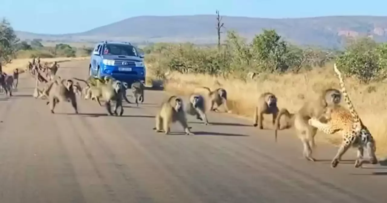 Viral Video Shows Leopard Being Attacked By 50 Baboons After Trying To Hunt Them 