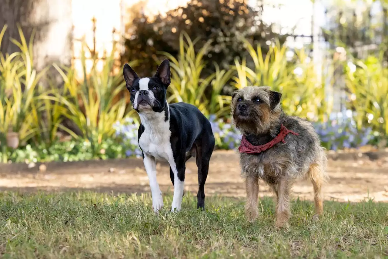 ‘Strays’ review: Dogs go hunting for laughs on comedy’s mean streets, with Will Farrell and Jamie