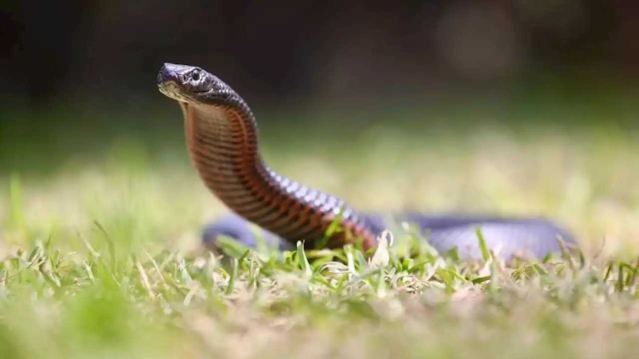 Snake season starts early as unusually high temperatures hit Australia