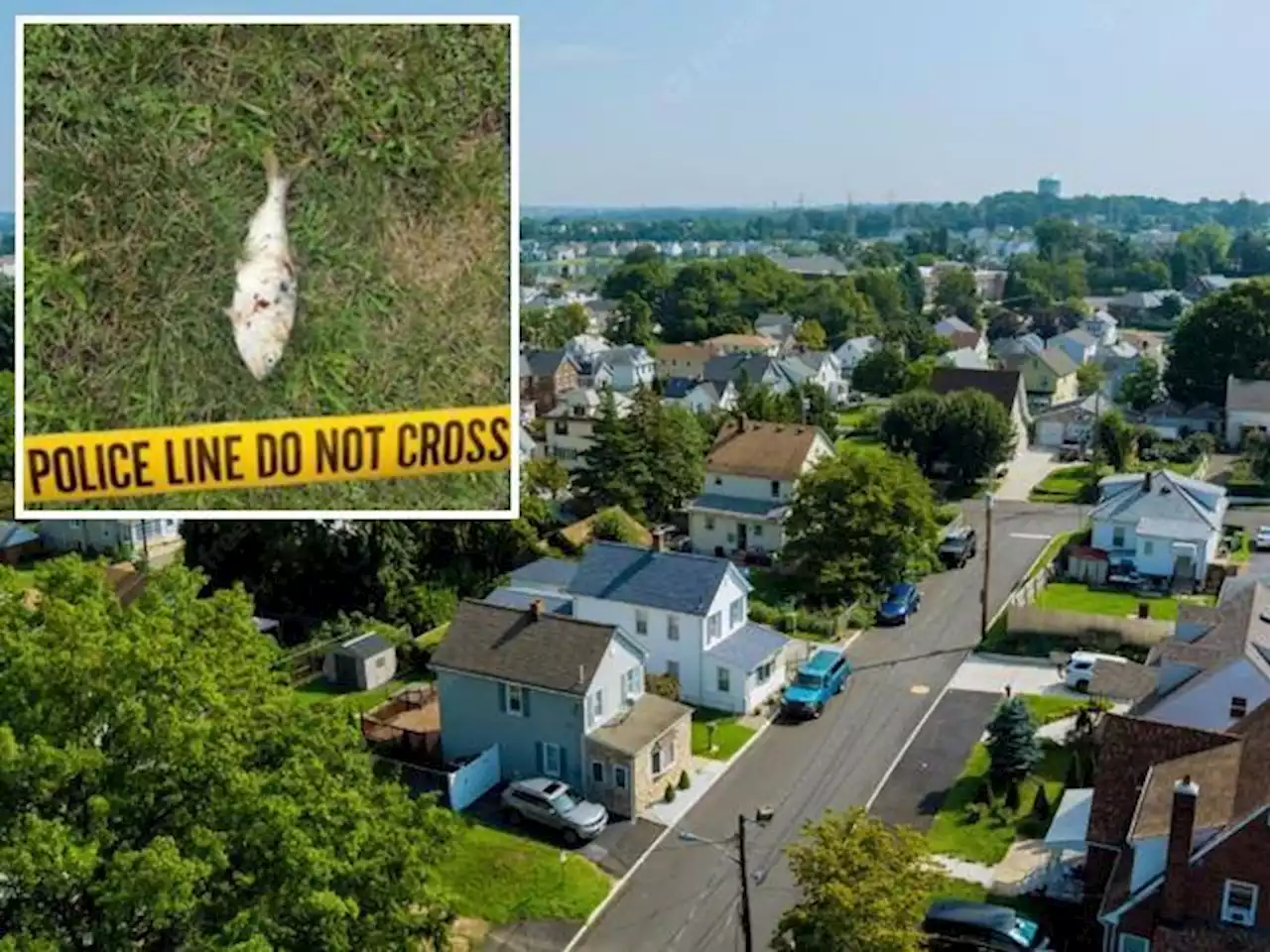 Pesce cade dal cielo e causa un blackout nel New Jersey: com'è potuto succedere